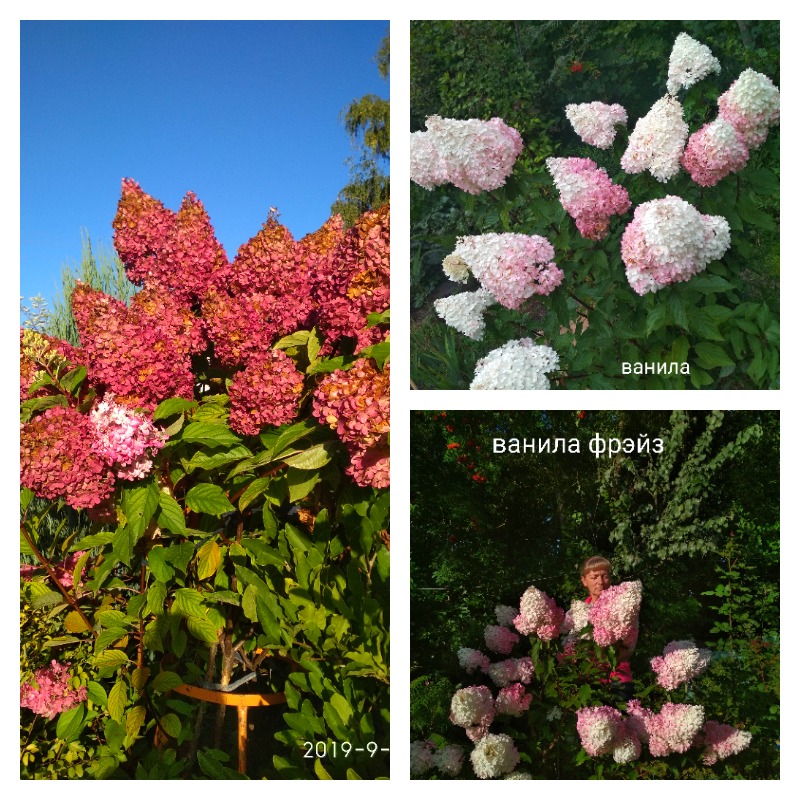 гортензия ванила фрайз